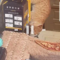 گربه ی توپولی زرد تو اطراف خ صدوقی و اینا کم