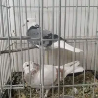 کفتر