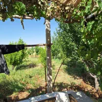 باغ مثمر 6 ساله