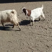 بز بزغاله|حیوانات مزرعه|تربت‌حیدریه, حاجی یار‎|دیوار