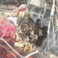 خروس محلی جوان