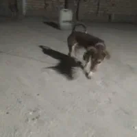 سگ پاکوتاه