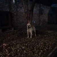 سگ پاکوتاه خشگل علت فروش نداشتن جا ۳ملیون