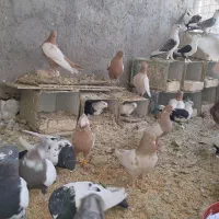 کبوتر|پرنده|حبیب آباد, |دیوار