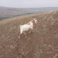 بزغاله نر