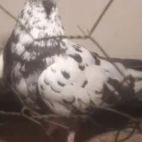 سوسکی