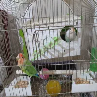 طوطی برزیلی