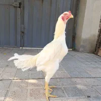 جوجه خام هشت ماهه