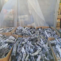 زغال پسته|عمده‌فروشی|تبریز, |دیوار