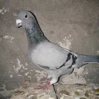 کفتر پلاکی|پرنده|کازرون, |دیوار