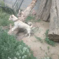 سگ پاکوتاه
