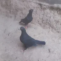 جفت ماده زاغ کرمونی واکسی