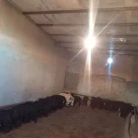 گوسفند|حیوانات مزرعه|قیدار, |دیوار