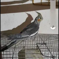 گمشده عروس هلندی