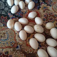 سلام فروش تخم مرغابی