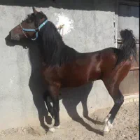 فروش اسب شمشاد|اسب و تجهیزات اسب‌سواری|فلاورجان, |دیوار