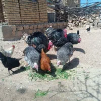 بوقلمون سالم چاق طبیعی درمان افسردگی