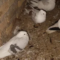 دم سفید و دوکت|پرنده|زنجانرود, |دیوار