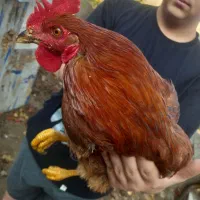 خروس محلی|حیوانات مزرعه|نوشهر, |دیوار