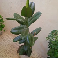 گل گوش فیلی|گل و گیاه طبیعی|کرمانشاه, |دیوار