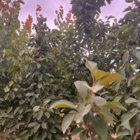 دو عدد باغچه ۷۵۰متری