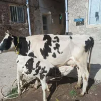 گاو با گوساله نر سیمنتال 10کیلو شیر تضمینی