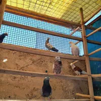 ۱۸ کفتر نر کبکی یکجا