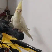 عروس هلندی لوتینو گم شده