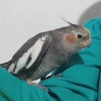 عروس هلندی|پرنده|بروجرد, |دیوار