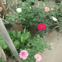 گل رز و بابا آدم دارم