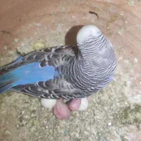مرغ عشق مولد به سرت