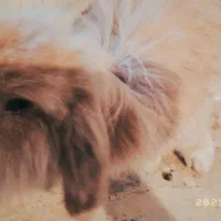 خرگوش