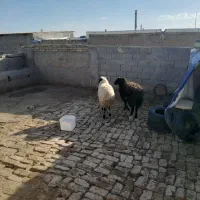 دوعدد بره تمیز خوشگل|حیوانات مزرعه|بشاریات, |دیوار