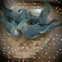 جوجه عروس هلندی