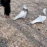 طوقی آجری ، نر و ماده
