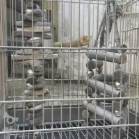 قفس پرنده خانگی|لوازم جانبی حیوانات|تنکابن, |دیوار
