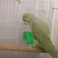 فروش ملنگو نر بالغ