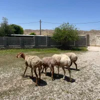 ۴راس میش جوان چینی