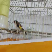 جوجه قفس شرور مست مست رام رام کف دست میخونه