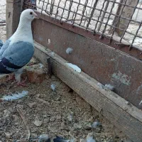 کفتر
