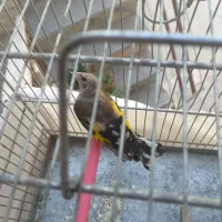 جوجه سهره نر مراغه