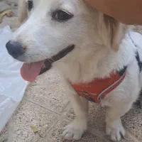 سگ پا کوتاه|سگ|شیراز, تندگویان|دیوار