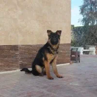 توله ژرمن شپرد نر موکلاسیک بلک فیس