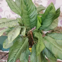 گل آپارتمانی و کاکتوس