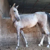 فروش اسب نوه شاهزاده سین