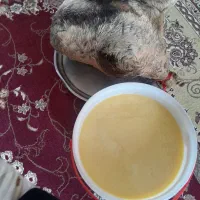 روغن حیوانی گاوی