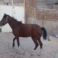 مادیان اسب|اسب و تجهیزات اسب‌سواری|بروجرد, |دیوار