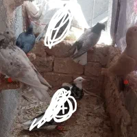 کفترعکس 4 جفت 1000پرشی بیرونی|پرنده|سبزوار, زینبیه|دیوار