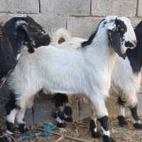 ۲ تروشت فروشی|حیوانات مزرعه|ایرانشهر, |دیوار