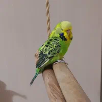 مرغ عشق انگلیسی ماده بدون قفس